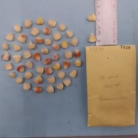 CIMMYTMA 7229 - Reference inventory.jpg