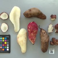 CIP 205016 (root).jpg