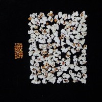 Popped and not popped comparison.jpg