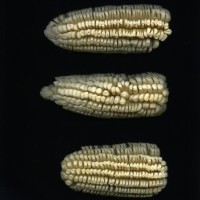 CIMMYTMA 217 MORE 17 PV17A-1903-64 E.jpg