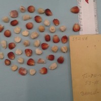 CIMMYTMA 5924 - Reference Inventory.jpg