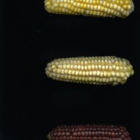 CIMMYTMA 18678 BOLI 842 TC22U-2903-12 E.jpg