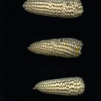 CIMMYTMA 5918 OAXA 387 BA21U-2903-234 E_compress.jpg