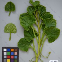 CIP 201036 Herbarium