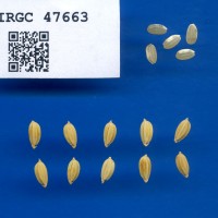 IRGC 47663 Seed Photo
