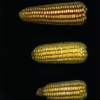 CIMMYTMA 171 MICH 29 GD21B-6903-84 E1.jpg