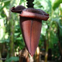 6.4.15 - Male bud shape