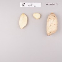 CIP 400016 (root).jpg