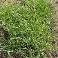 13284_Plant.jpg