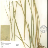 IRGC 101077 Herbarium