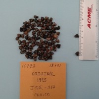 CIMMYTMA 16793 - Reference Inventory.jpg