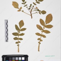 CIP 760028_OCH S79_07.jpg