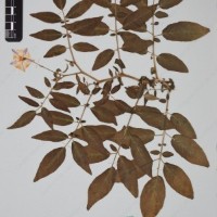 CIP 760305_HHCH 4728_01.jpg