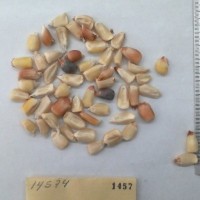 CIMMYTMA 1457 - Reference Inventory.jpg