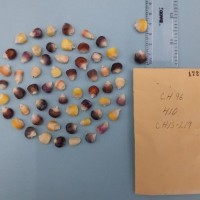 CIMMYTMA 19475 - Reference Inventory.jpg