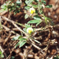 Stylosanthes fruticosa 558 flower.JPG