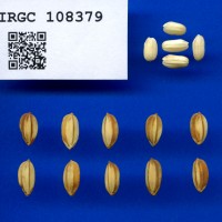 IRGC 108379 Seed Photo