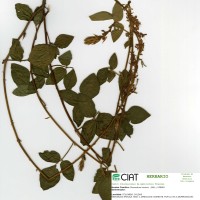 23824 herbarium