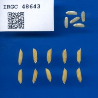 IRGC 48643 Seed Photo