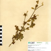 2055 herbarium