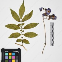 CIP 765722_RPSP 034_06.jpg