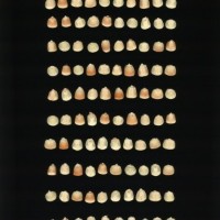 CIMMYTMA 7229 DURA 104 AF21A 0903 17 K2440 _compress.jpg