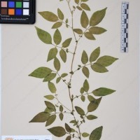 CIP 760029_OCH S81_10.jpg