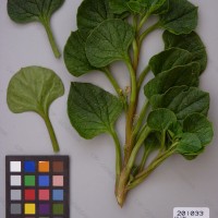 CIP 201033 Herbarium