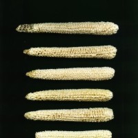 CIMMYTMA 24597 MEXI 679 TC24U-2903-193 C.jpg