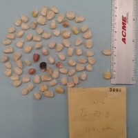 CIMMYTMA 5080 - Reference Inventory.jpg