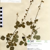 19983 herbarium