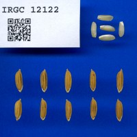 IRGC 12122 Seed Photo