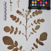 CIP 760010_OCH S21_03.jpg