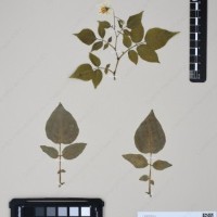 CIP 760304_HHCH 4727_06.jpg