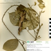 18674 herbarium