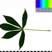 CR102 leaf