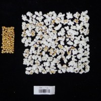 Popped and not popped comparison labeled.jpg