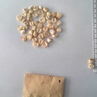 CIMMYTMA 9 - Reference Inventory.jpg