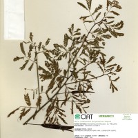 7643 herbarium