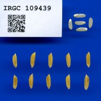 IRGC 109439 Seed Photo