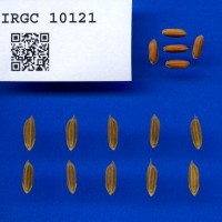IRGC 10121 Seed Photo