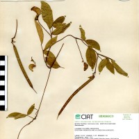 15665 herbarium