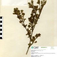 1082 herbarium