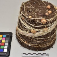 CIP765739_RPSP 061_Tb.JPG