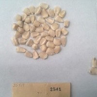 CIMMYTMA 2541 - Reference Inventory.jpg