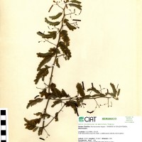 9564 herbarium