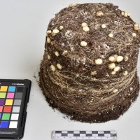 CIP765713_RPSP 025_Tb.JPG