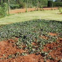 Calopogonium caeruleum 11180 sward.JPG