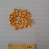 CIMMYTMA 4938 - Reference Inventory.jpg