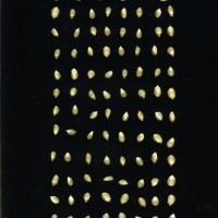 CIMMYTMA 25704 ARZM 17 015 AF18A-0903-181 K.jpg